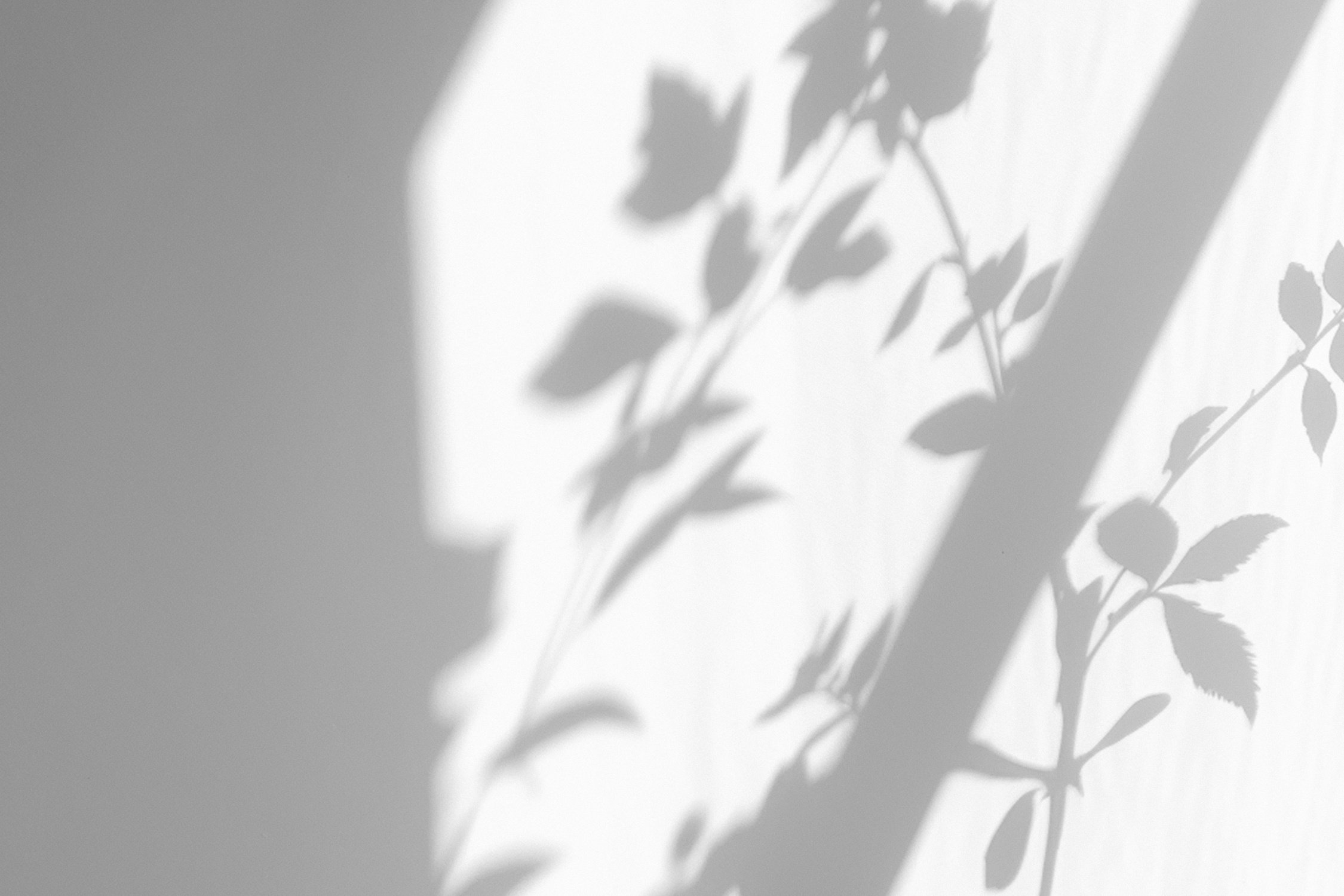 Floral Shadow On The Wall